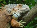 dragon-iguana.jpg
